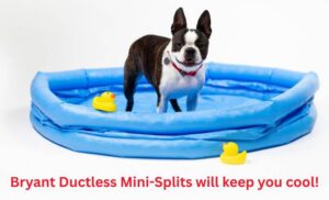 Dog standing in a blue inflatable pool with two yellow rubber ducks; bottom caption reads Bryant Ductless Mini-Splits will keep you cool! (advertisement)
